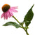 Uplift Florae Echinacea Ingredient Superfood
