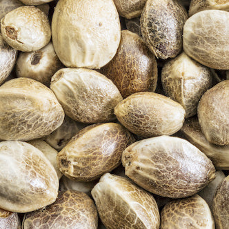 Uplift Florae Hemp Seed Protein