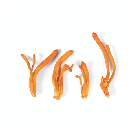 Cordyceps really gives this power brew a boost. Studies show that cordyceps supplementation can improve aerobic performance. Chemicals in this fungus seem to enhance endurance, blood oxygen, and VO2Max. 